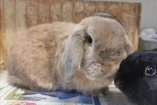 Whitby Wildlife Sanctuary has a number of abandoned rabbits looking for loving homes.