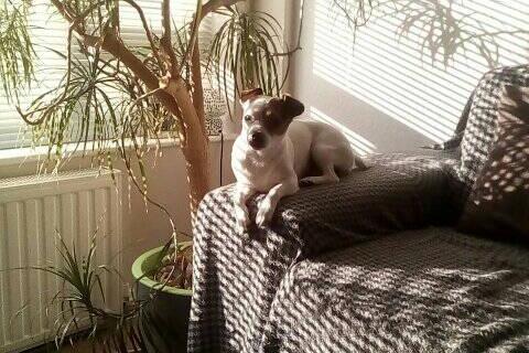 This is Layla who was rescued from the RSPCA at Great Ayton in August last year. She totally deaf as well as blind in one eye and spent the first two years of her life in a hoarder's house- her Whitby based owner is making sure she is spoilt now.