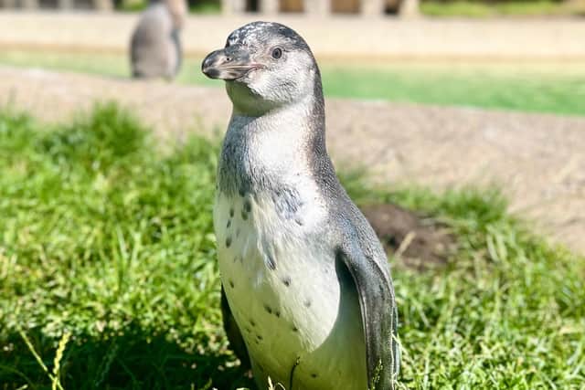 Pebble is a fitting name as the penguin chick is tiny and grey, just like a pebble on the beach.