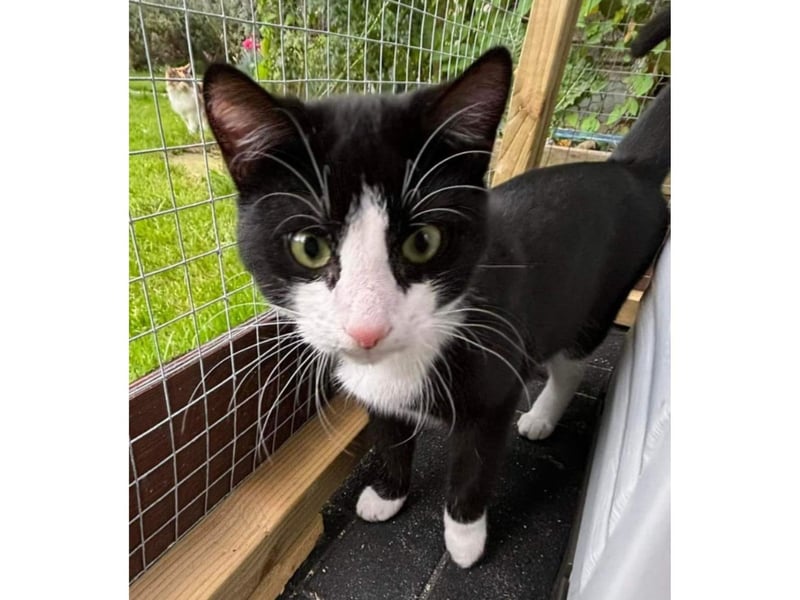 To be re-homed with Rosie. Our little miracle looking for a miracle. Trevor survived FIP. We are so proud of you.