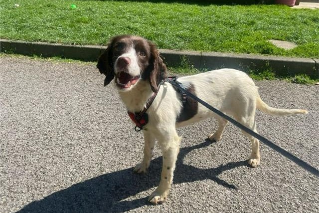 Kim is a one-year-old Springer Spaniel who came to the centre via an inspector after being found living in the most appalling conditions. When she arrived at the centre, her coat was covered in urine, faeces and lots of matts, but she has now started on her road to recovery. She has grown up in a multi dog household and sadly had no experience of the outside world. Kim is coming on great but things must be taken slowly as to not overwhelm her, as everything is a little bit scary at the moment. She will need understanding adopters who will give her the time, patience and love she needs to adjust to living in a family home.