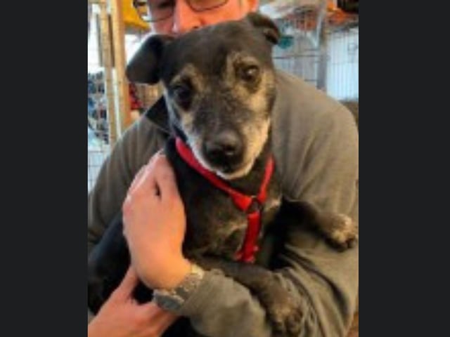 Spike is an eight or nine year old Patterdale who needs a new forever home with adults who are used to the breed. Call Bob on 01947 810787 for further information.
