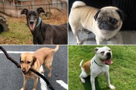 Here are 16 dogs on the Yorkshire coast looking for their forever homes - can you help them?