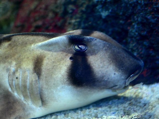 A bullhead shark is among the more unusual residents at the centre.