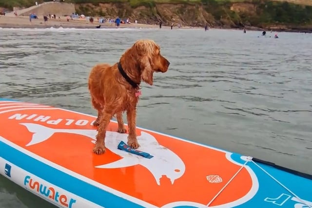 This adventurous dog is called Lola Belle, who was out catching some waves.