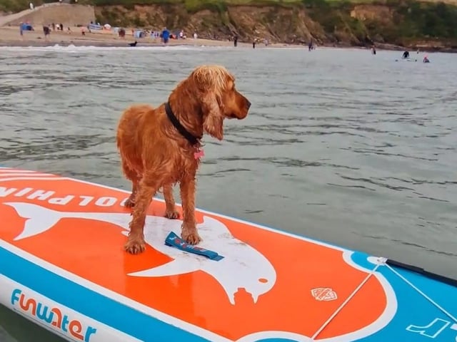 This adventurous dog is called Lola Belle, who was out catching some waves.