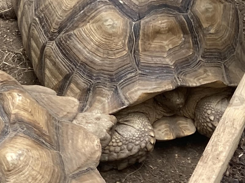 A shy sulcata tortoise hiding in its shell.