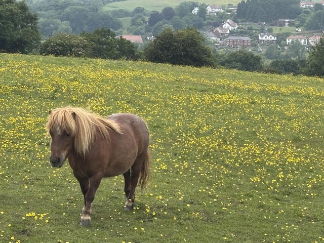 A beautiful horse frolicking in the flowes at Ruswarp.