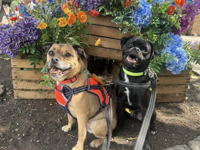 Toby and Jack enjoying the flowers.