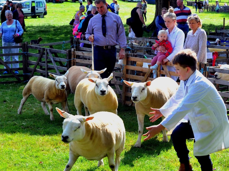 Thornton Le Dale show 2019; trying to catch the Texel sheep in the judging ring.