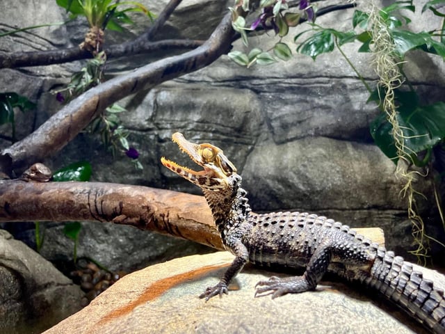 Cuvier's Dwarf Caiman alligator