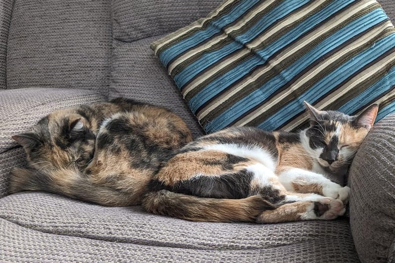 Here are cats Amber and Autumn, who are now living in Scarborough after coming from Purr-fect Pet Rescue.