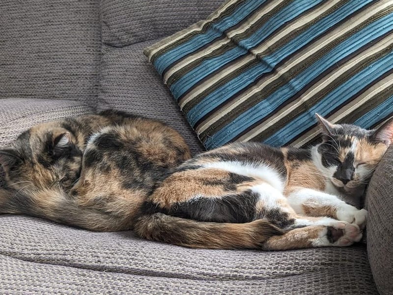 Here are cats Amber and Autumn, who are now living in Scarborough after coming from Purr-fect Pet Rescue.