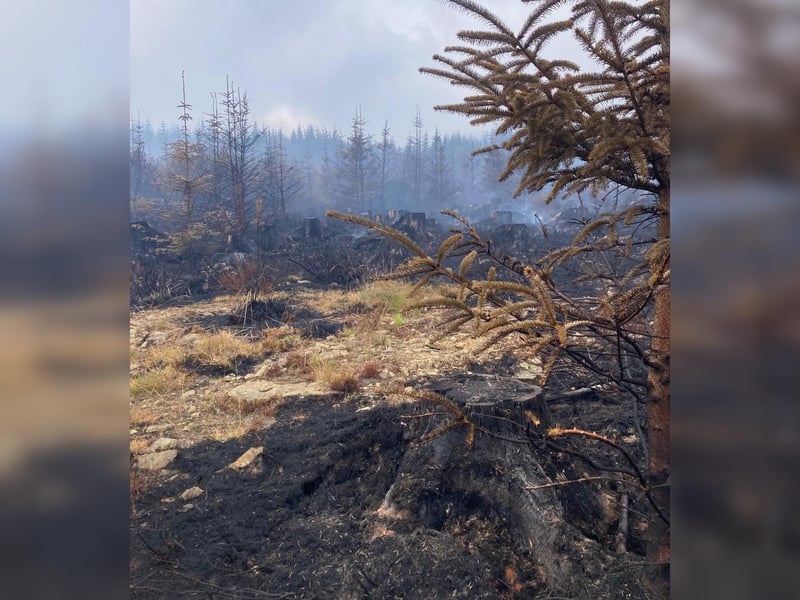 The burnt landscape emerges from the smoke.