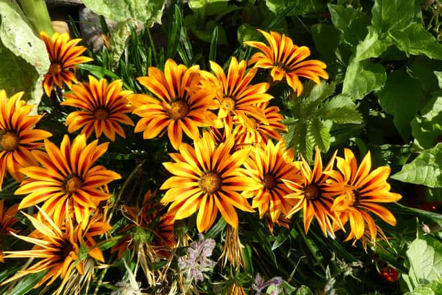 Flowers above Boggle Hole.