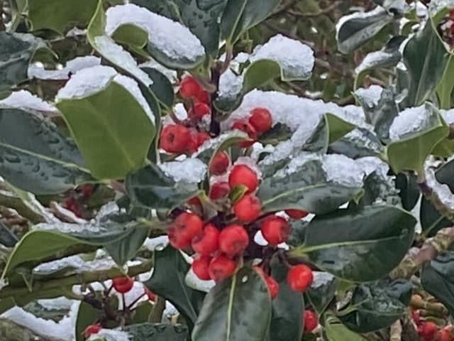 Snow covered Holly.