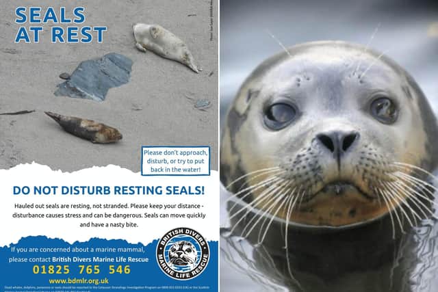 The BDMLR have advised residents and visitors to the Yorkshire coast to stay away from resting seals and their pups. Photo: BDMLR/Richard Ponter.