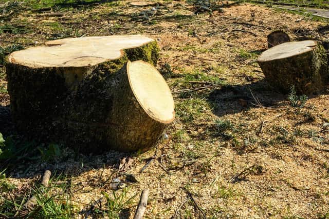 Rogue traders offer services such as tree cutting, roof repairs or gutter cleaning.