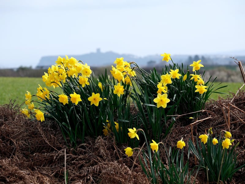 Daffodils bloom to a castle backdrop.