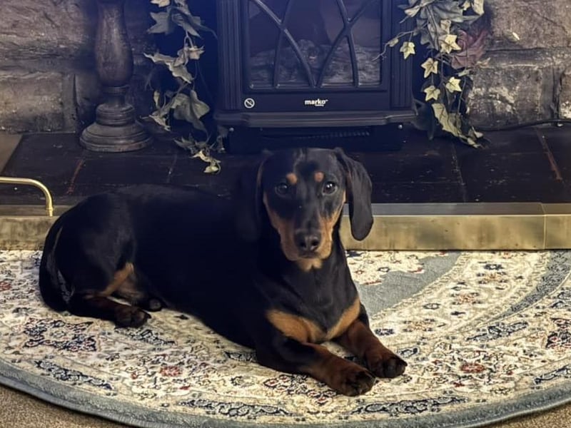 Lord Archibald Dachundby, by Sarah Marshall.