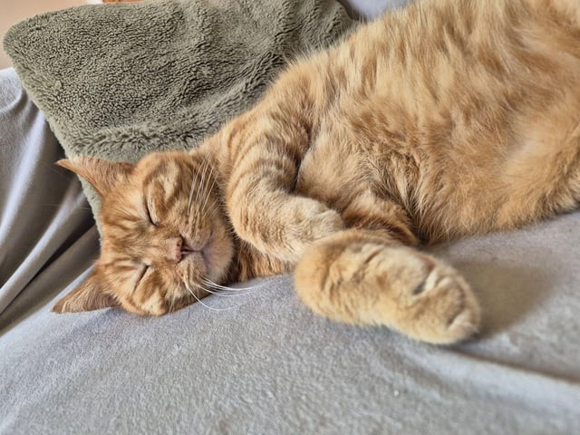 Harry, aka 'Bad Harry', having a snooze.