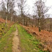 Danby Park Wood, on the North York Moors.