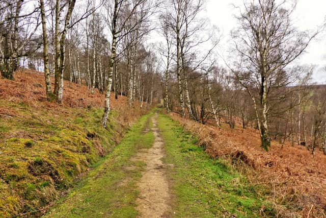 Danby Park Wood, on the North York Moors.