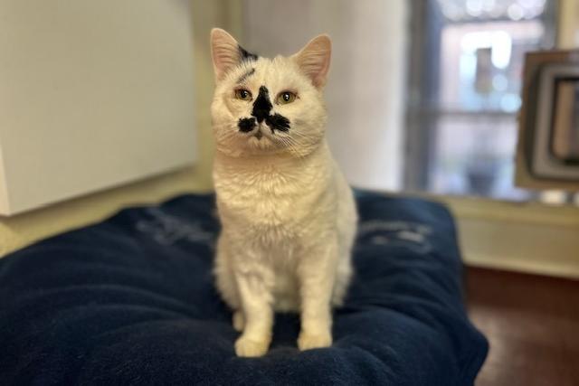 William is a two-year-old domestic short haired who is a super chap that came to the centre via an inspector. William is a very sweet and affectionate boy who absolutely loves attention. He will make an amazing family pet and bring his new people lots of love and fun.