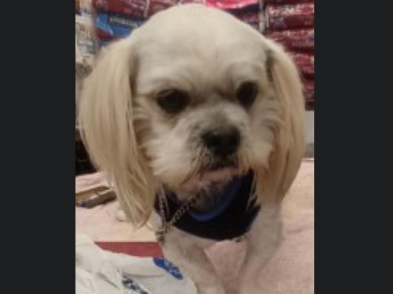 Ricky is a nine-year-old Lhasa Apso who needs a new home. Ricky is a lovely little character though he does like to spray over scents. Call Bob for further information on 01947 810787.
