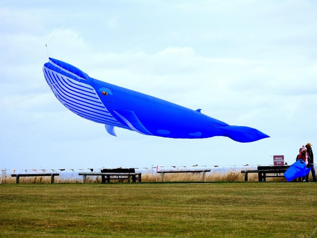 A blue whale fills the sky.