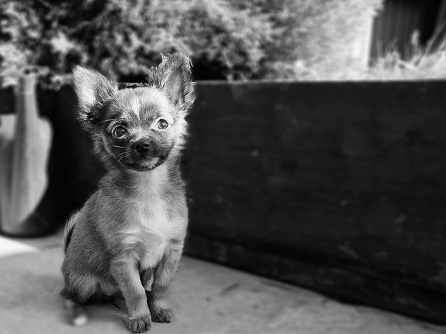 Here is Daisy looking very picturesque!