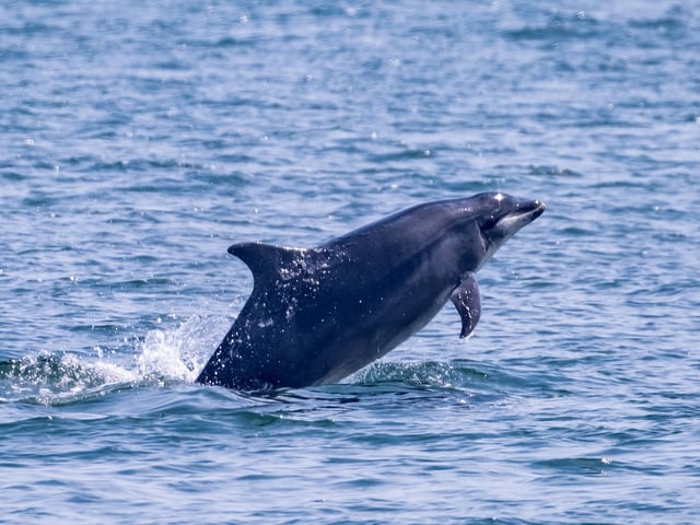 A beautiful dolphin visitor jumping out of the water.