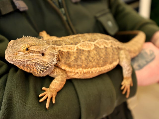 One of the lizards at the centre