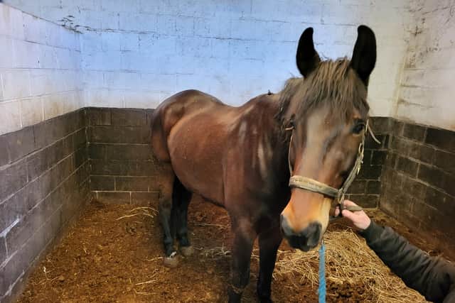 A horse breeder from Yorkshire has received a lifetime ban from keeping equines and a suspended jail term after a prosecution by the RSPCA.
