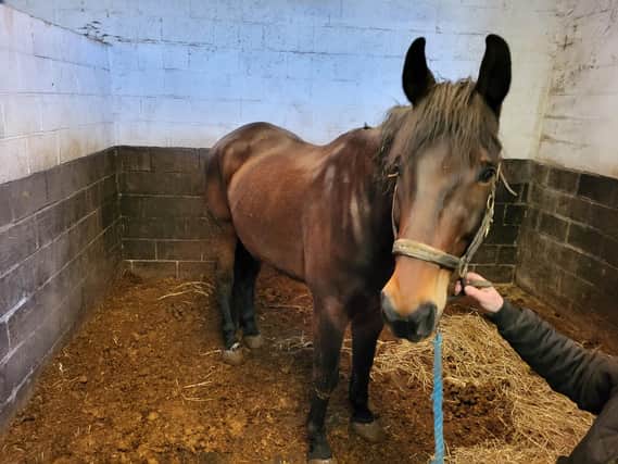 A horse breeder from Yorkshire has received a lifetime ban from keeping equines and a suspended jail term after a prosecution by the RSPCA.