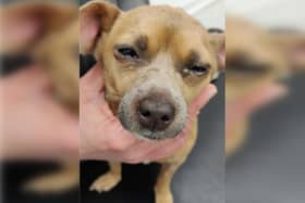 Last year, the RSPCA received 763 reports about cruelty to dogs in the county, compared to 580 in 2022.