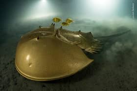 Laurent Ballesta, winner of the Grand Title for the second time, with this picture of a golden horseshoe crab.