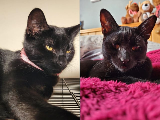 Rose(left) and Poppy (right).