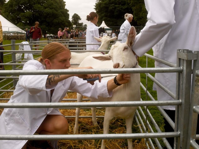 A goat is clipped ready at the show
