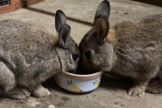 Coco and Daisy are a male and female bonded pair, who are both two-years-old. They would be best suited to a family with experience of rabbits as they need a little time getting used to being handled.  If you are interested, call 07850190397 or head to the RSPCA website and fill out the Perfect Match Form.