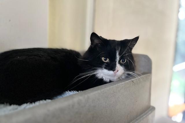 Cloud is a four-year-old domestic long haired who came to the centre via an inspector along with multiple other cats. Cloud has come a long way from the scared, skinny cat that he was when he first arrived at the centre. Sadly he was very untrusting of people when he first arrived and staff have worked hard building up his confidence and it's great seeing him now enjoying a fuss. He will need adopters who will understand him and help him overcome his insecurities. Cloud is now ready to start the next chapter with adopters who will love and cherish her and make up for lost time.