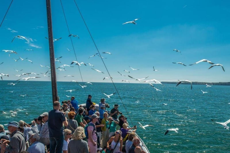RSPB Diving Gannets Seabird Cruises will be taking place on selected dates throughout August. The cruises take place on the Yorkshire Belle, which sets off from Bridlington harbour and goes along the coastline pas Flamborough and finally to the Bempton RSPB bird reserve. This three hour cruise first sails to the cliffs where Gannets can be seen with their fluffy chicks on their nests. The boat then head out to sea to marvel at Gannets diving around the boat for hand-thrown mackerel. These graceful giants dive spear-like into the water at up to 60 miles an hour. RSPB volunteers are on board and the running commentary gives a unique insight into the seabird spectacle.