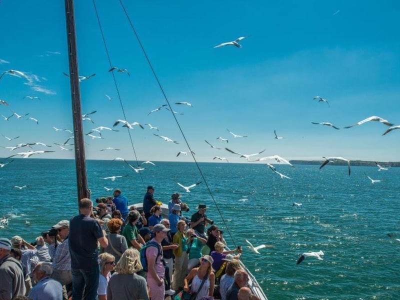 RSPB Diving Gannets Seabird Cruises will be taking place on selected dates throughout August. The cruises take place on the Yorkshire Belle, which sets off from Bridlington harbour and goes along the coastline pas Flamborough and finally to the Bempton RSPB bird reserve. This three hour cruise first sails to the cliffs where Gannets can be seen with their fluffy chicks on their nests. The boat then head out to sea to marvel at Gannets diving around the boat for hand-thrown mackerel. These graceful giants dive spear-like into the water at up to 60 miles an hour. RSPB volunteers are on board and the running commentary gives a unique insight into the seabird spectacle.