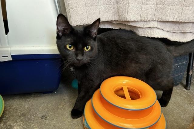 Leanne is a domestic short haired who came to the centre after her previous owner could no longer meet her needs. She was extremely underweight when she first arrived at the centre but she has now gained weight and is ready to start her search for a forever home. Leanne is quite shy when meeting new people so will need patient adopters who will give her the time she needs to settle and help overcome her insecurities. She has had a real tough life recently and she deserves to be in a loving home where she will never have to worry where and when her next feed will be.