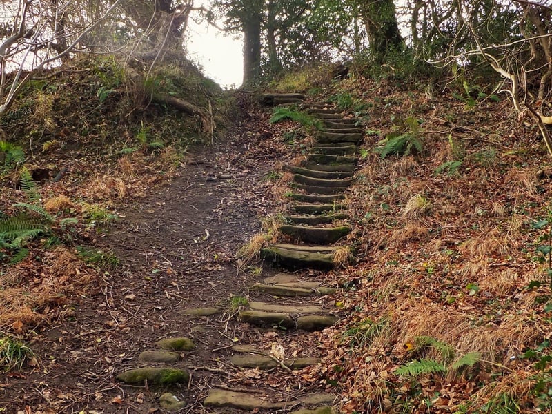 Ruswarp, Sneaton, Stainsacre walk - Some steps in the woods.