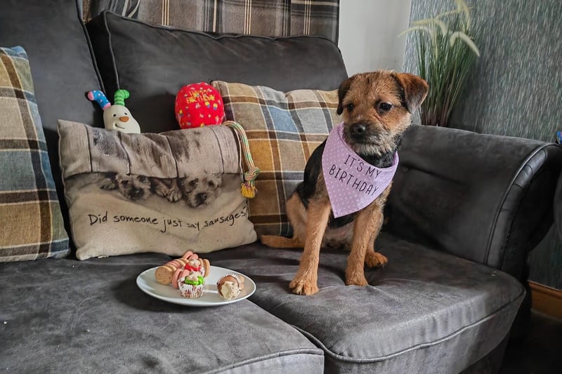 This lovely little dog is celebrating their birthday in style in Bridlington!
