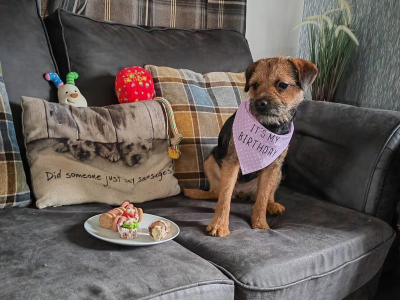 This lovely little dog is celebrating their birthday in style in Bridlington!