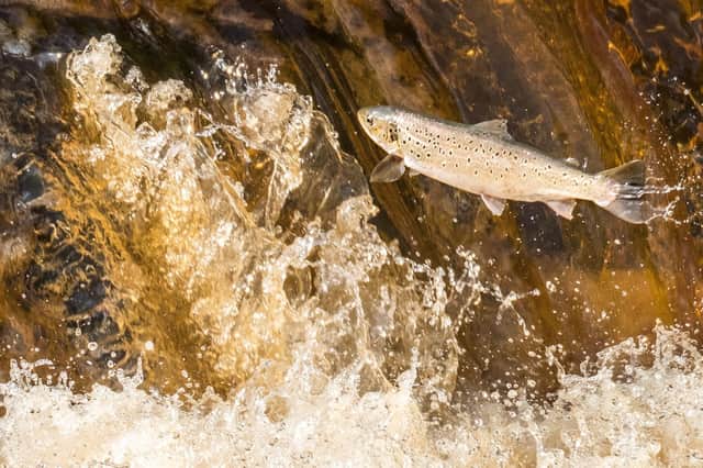 Leaping salmon or trout.
picture: Whitby Photography