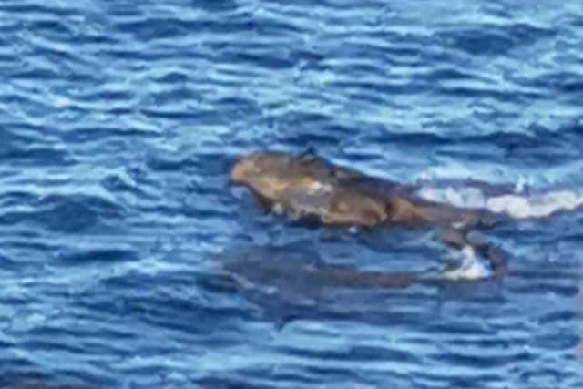 A holidaymaker has spotted two 'crocodiles' off a cliff top near Filey.