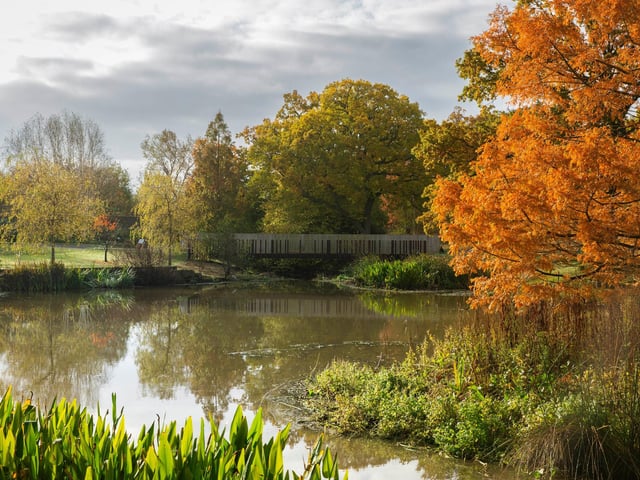 Taxodium distichum - Swamp Cypress at the Queen Mother's Lake
